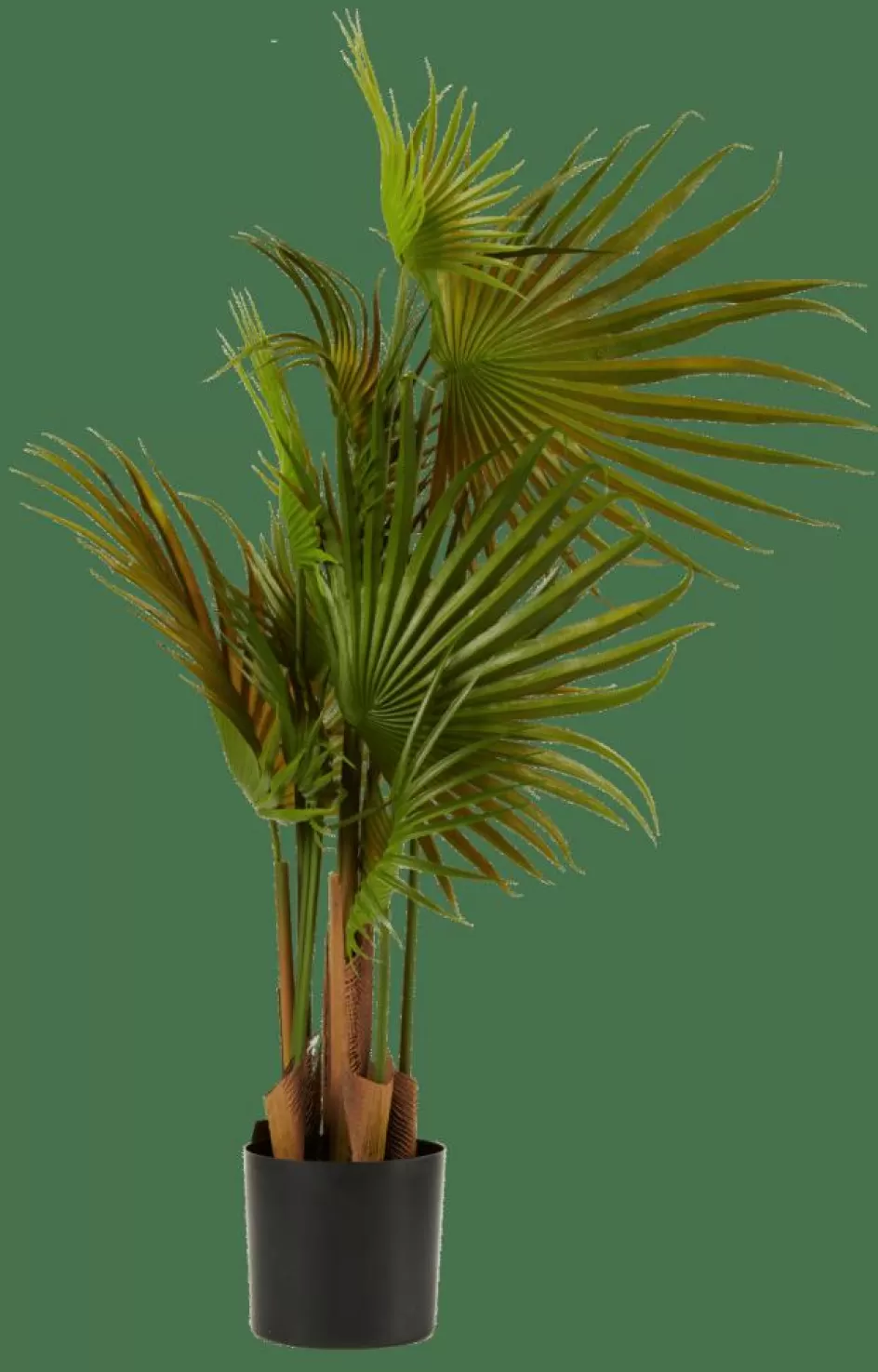 CASA ARECA Palmier Vert Fashion