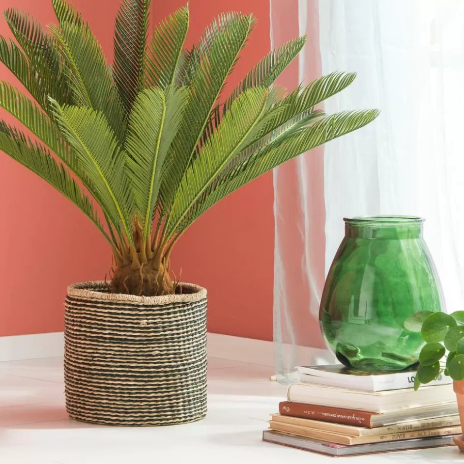 CASA CYCAS Palmier Vert Shop