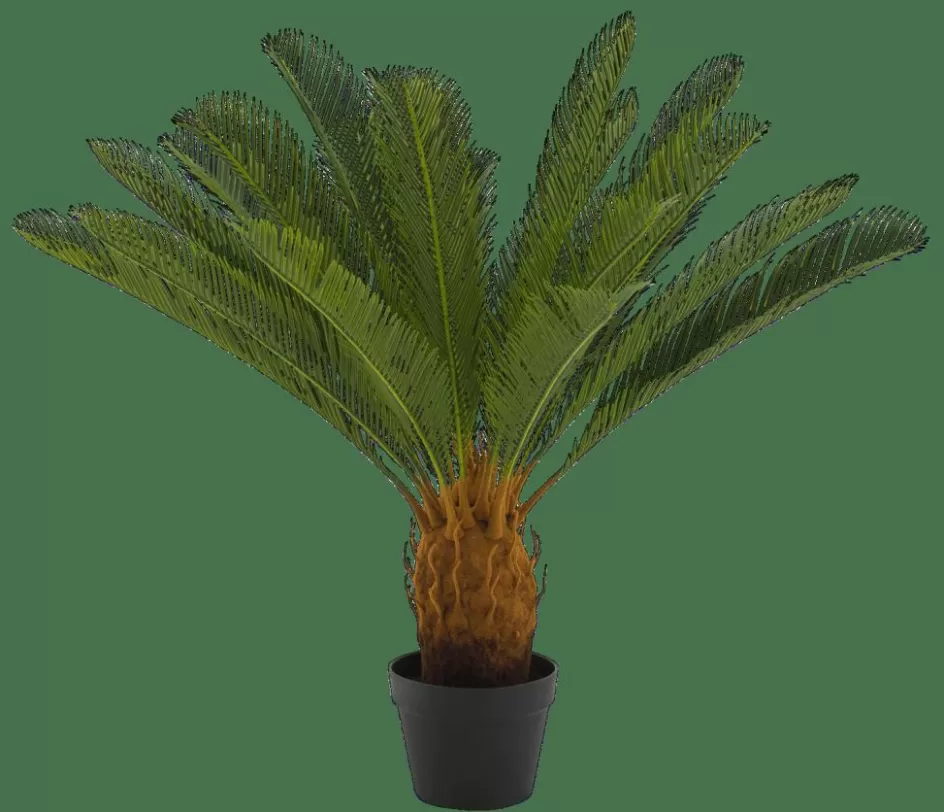 CASA CYCAS Palmier Vert Shop