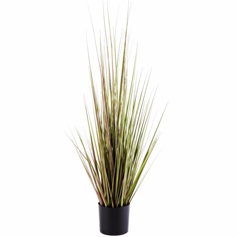 CASA HERBA Herbe En Pot Vert Hot