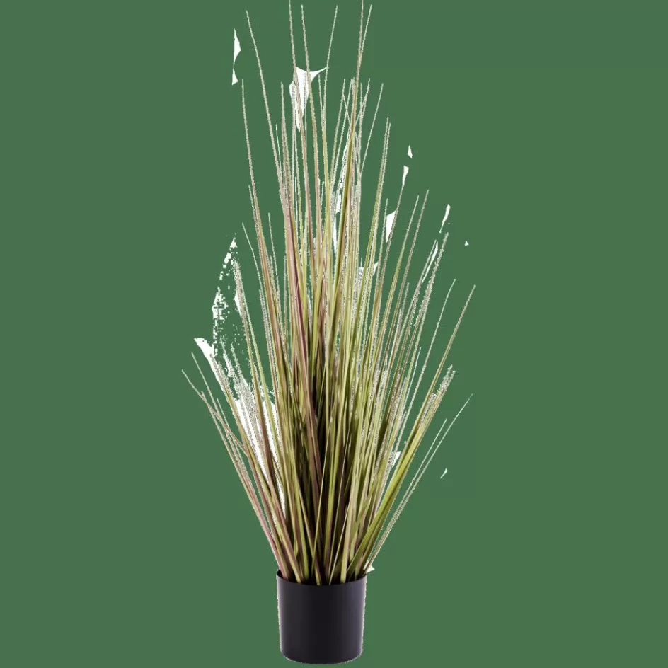 CASA HERBA Herbe En Pot Vert Discount