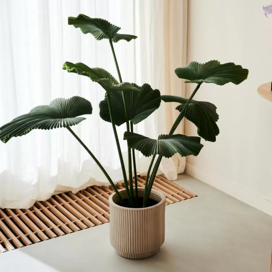 CASA LOTUS Plante Vert Online