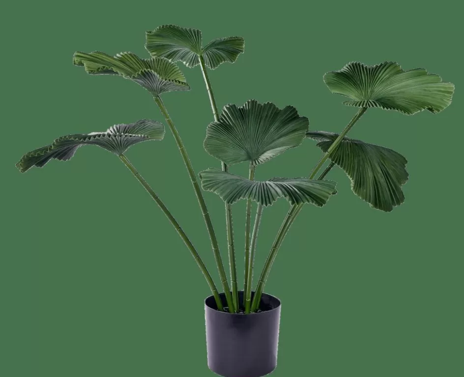 CASA LOTUS Plante Vert Online