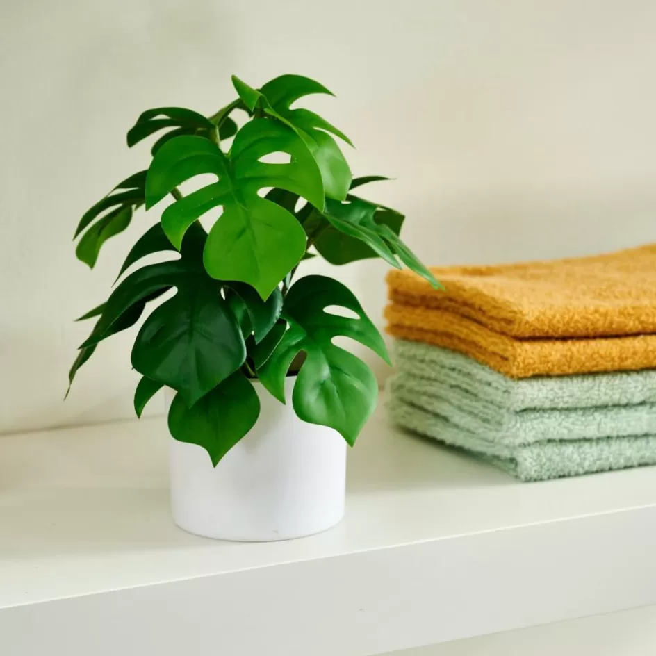 CASA MONSTERA Plante Diverses Couleurs Hot