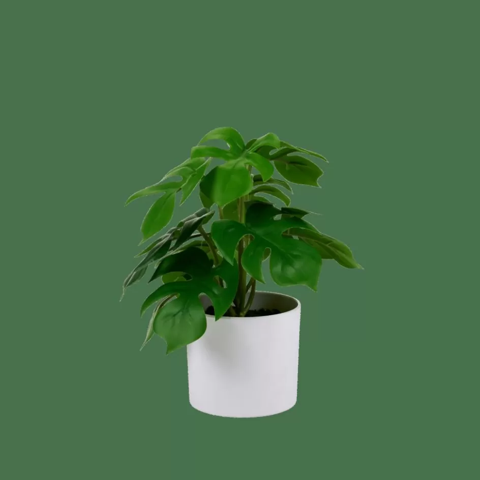 CASA MONSTERA Plante Diverses Couleurs Hot