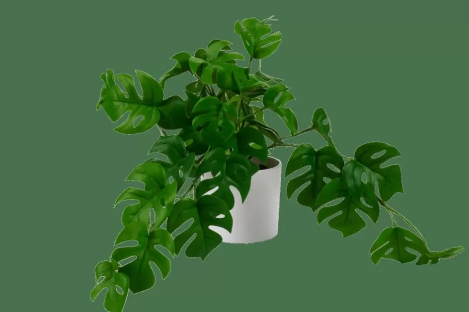 CASA MONSTERA Plante Diverses Couleurs, Blanc, Vert Cheap