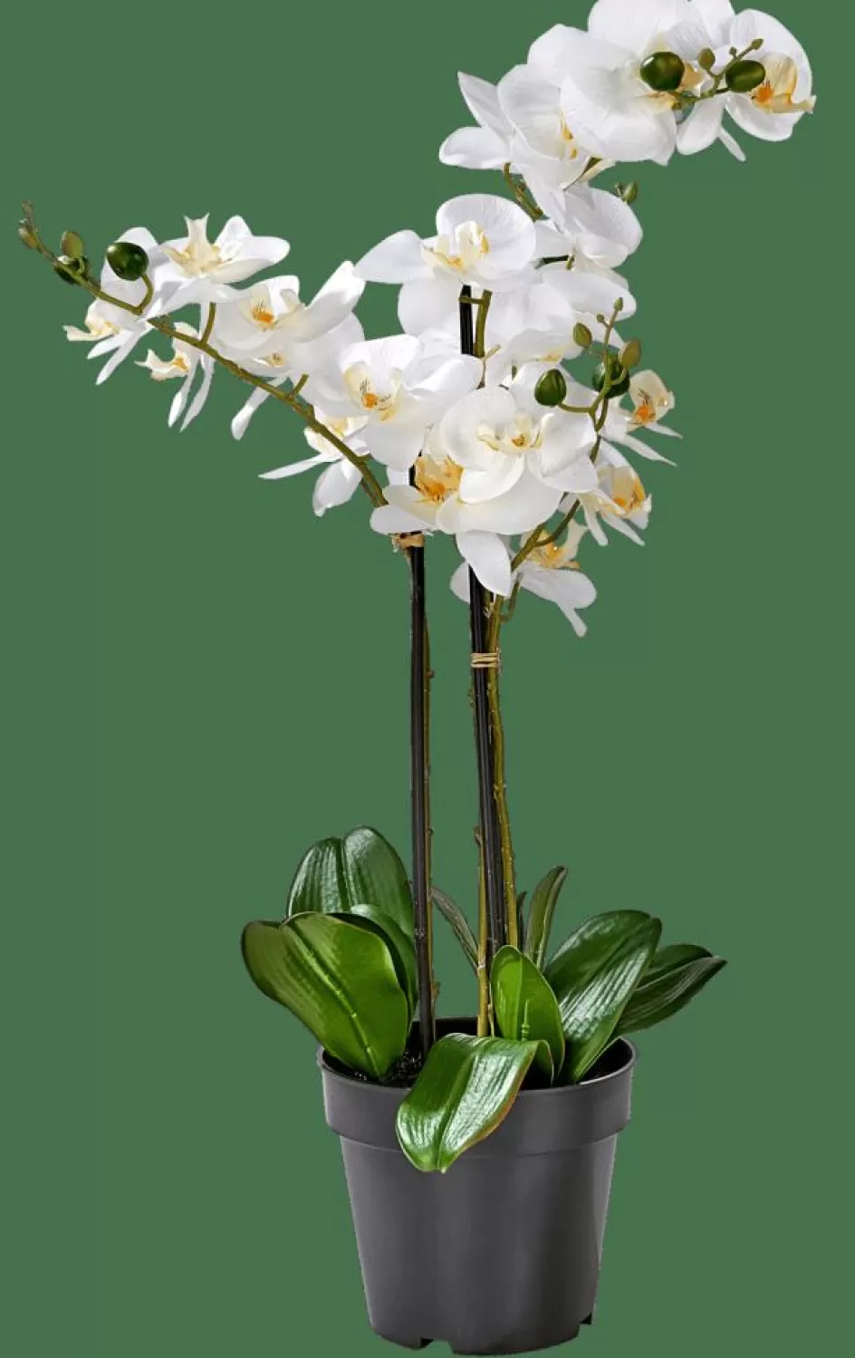 CASA ORCHID Orchidée En Pot Blanc New