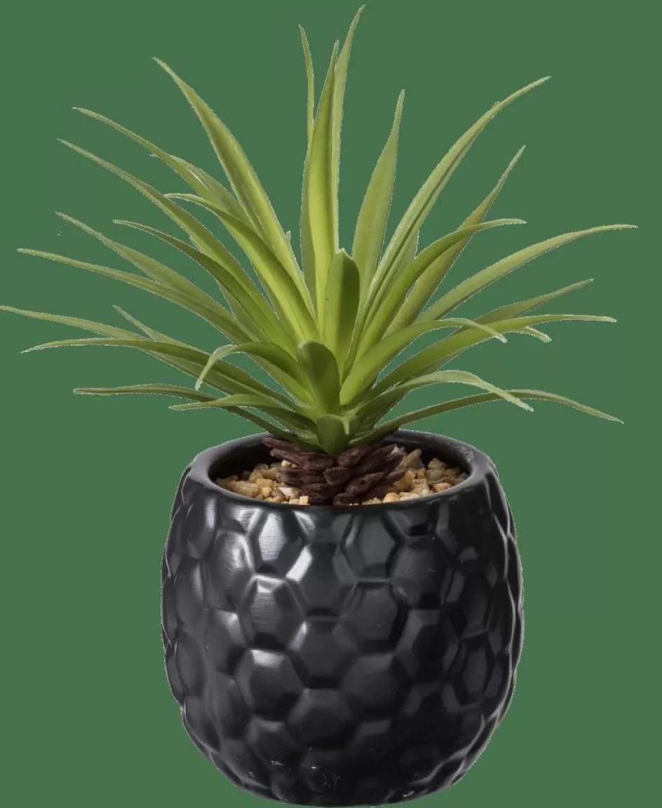 CASA PINA Plante D'ananas En Pot Noir Flash Sale